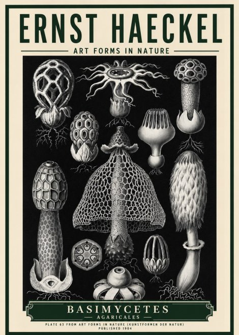 Ernst Haeckel Basimycetes Agaricales No5 - Plakat