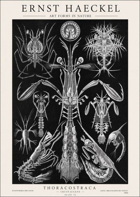 Ernst Haeckel Thoraocostraca - Crustaceans - Plate 76 No1 - Plakat