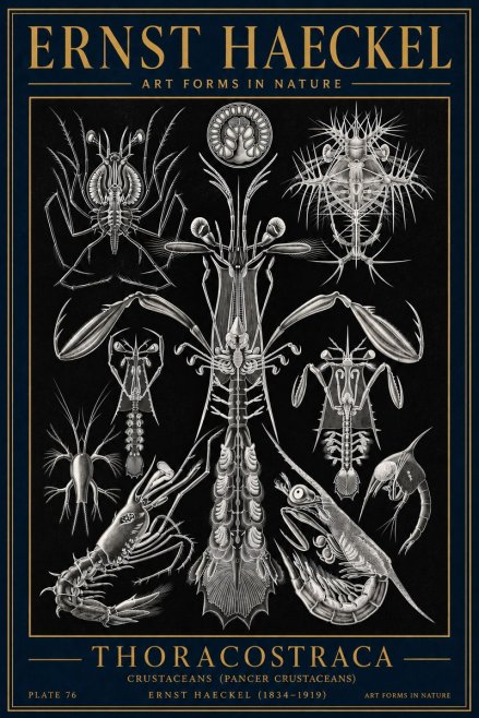 Ernst Haeckel Thoraocostraca - Crustaceans - Plate 76 No4 - Plakat