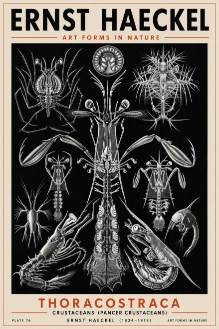 Ernst Haeckel Thoraocostraca - Crustaceans - Plate 76 No5 - Plakat