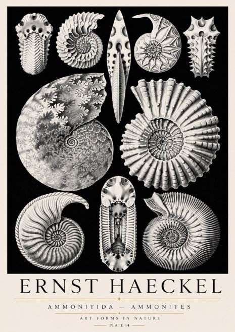 Ernst Haeckel Ammonitida - Ammonites No3 - Plakat