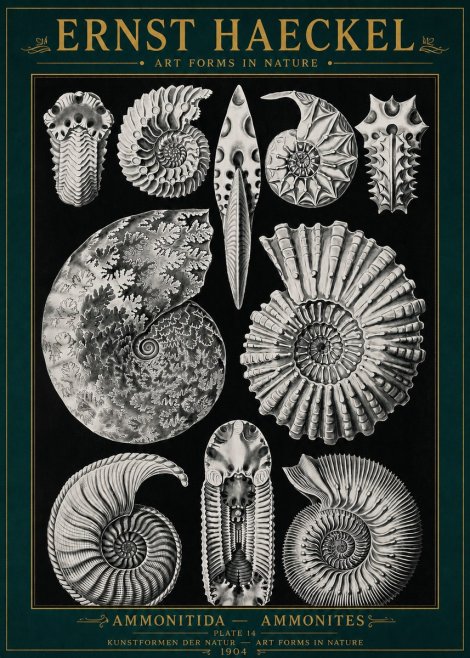 Ernst Haeckel Ammonitida - Ammonites No4 - Plakat
