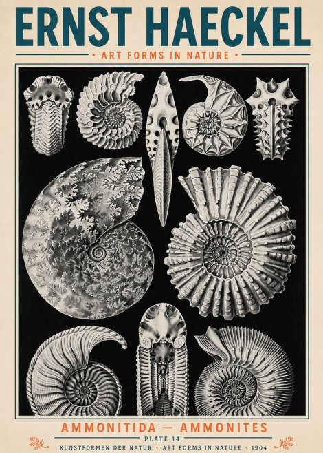 Ernst Haeckel Ammonitida - Ammonites No5 - Plakat
