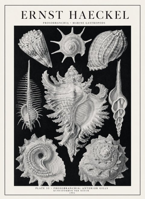 Ernst Haeckel Prosobranchia - Marine Gastropods No1 - Plakat