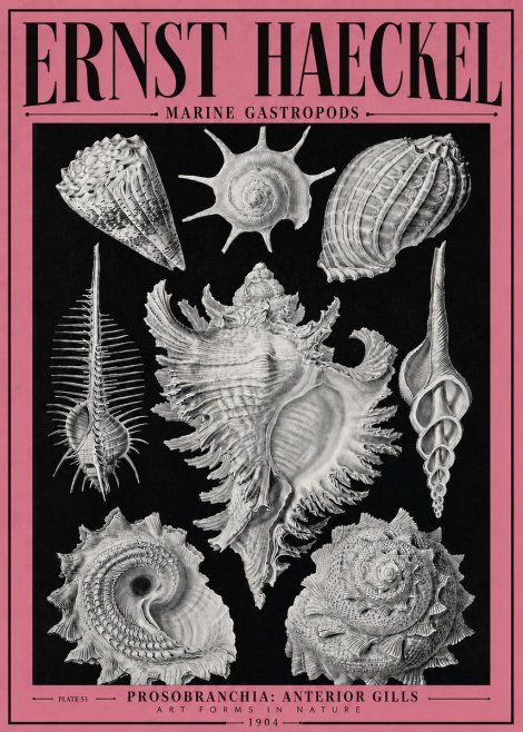 Ernst Haeckel Prosobranchia - Marine Gastropods No4 - Plakat