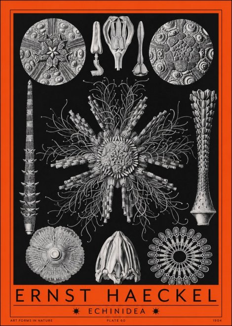 Ernst Haeckel Echinidea Sea Urchins No2 - Plakat