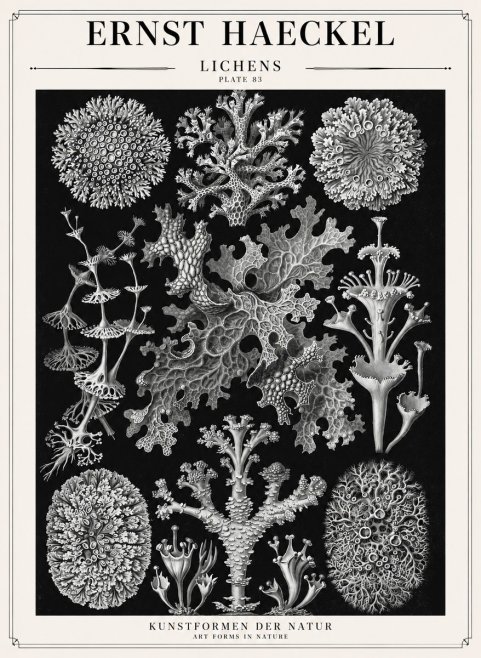 Ernst Haeckel Lichens - Plate 83 No1 - Plakat