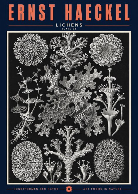 Ernst Haeckel Lichens - Plate 83 No2 - Plakat