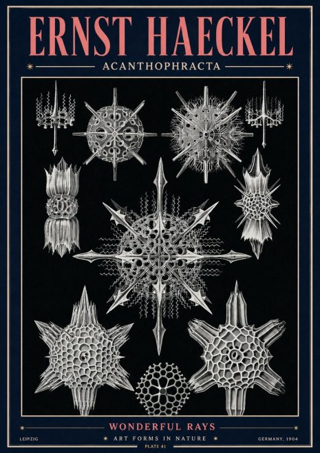 Ernst Haeckel Acanthophracta - Wonderful Rays No4 - Plakat