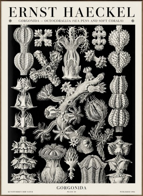 Ernst Haeckel Gorgonians No6 - Plakat