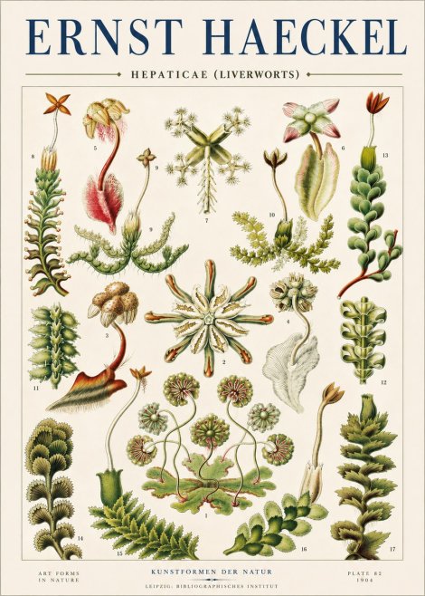 Ernst Haeckel Hepaticae (Liverworts) - Plate 82 No4 - Plakat