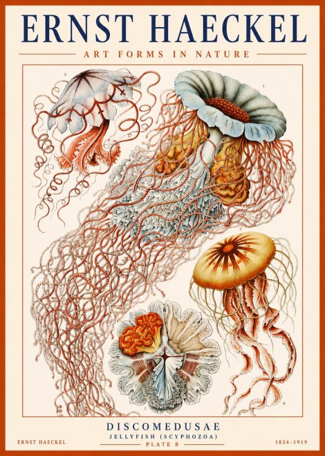Ernst Haeckel Discomedusae — Jellyfish No3 - Plakat