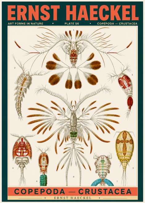 Ernst Haeckel Copepoda — Crustacea Plate 56 No2 - Plakat
