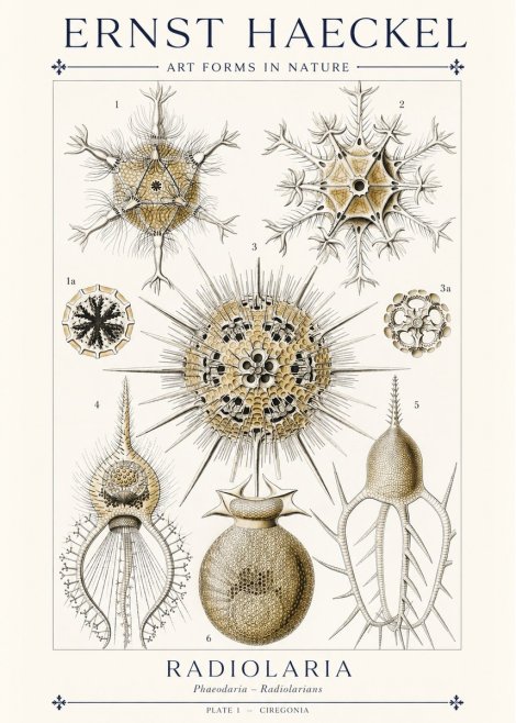 Ernst Haeckel Radiolaria - Plate 1 - Ciregonia No1 - Plakat