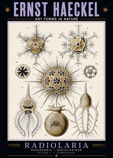 Ernst Haeckel Radiolaria - Plate 1 - Ciregonia No5 - Plakat