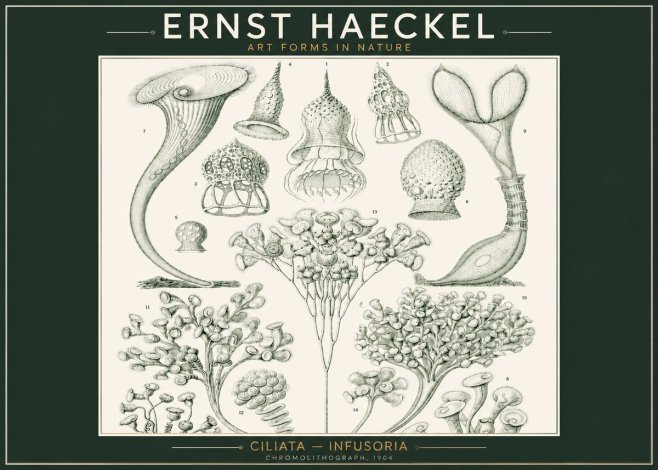 Ernst Haeckel Ciliata - Infusoria - Plate 3 No2 - Plakat