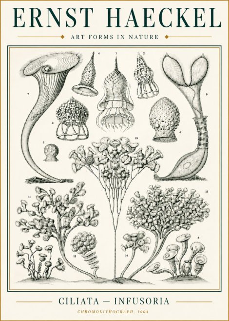 Ernst Haeckel Ciliata - Infusoria - Plate 3 No6 - Plakat