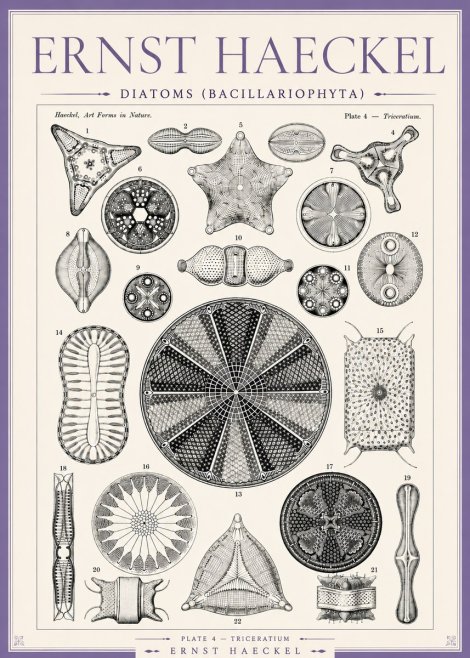 Ernst Haeckel Diatoms (Bacillariophyta) Plate 4 – Triceratium No3 - Plakat