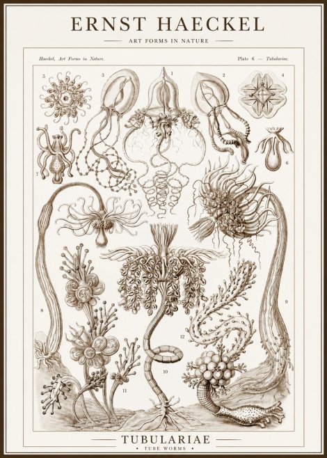 Ernst Haeckel Tubulariae No1 - Plakat