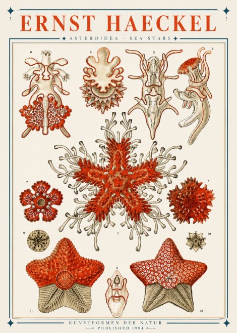 Ernst Haeckel Asteroidea. Sea Stars No3 - Plakat