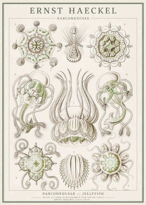 Ernst Haeckel Narcomedusae - Jellyfish No1 - Plakat