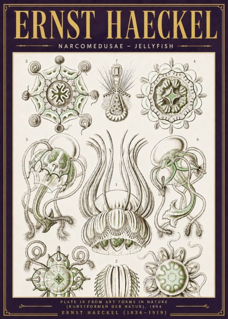 Ernst Haeckel Narcomedusae - Jellyfish No6 - Plakat