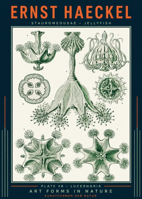 Ernst Haeckel Stauromedusae – Jellyfish No2 - Plakat