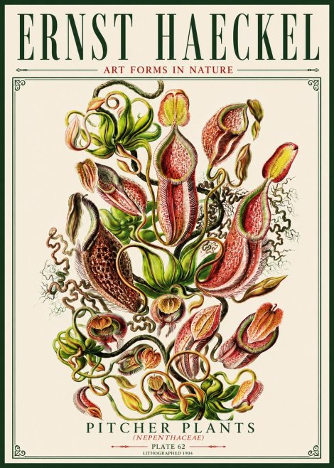 Ernst Haeckel Pitcher Plants No5 - Plakat