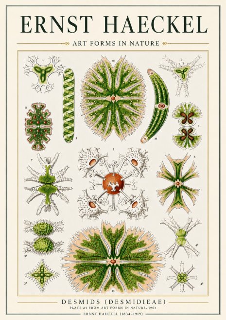 Ernst Haeckel Desmids (Desmidieae) No3 - Plakat