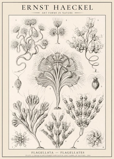 Ernst Haeckel Flagellata - Flagellates No1 - Plakat