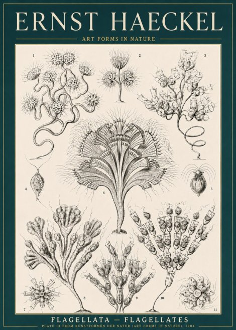 Ernst Haeckel Flagellata - Flagellates No3 - Plakat