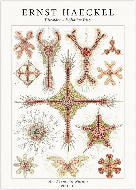 Ernst Haeckel Discoidea – Radiating Discs No1 - Plakat