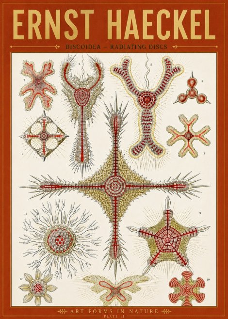Ernst Haeckel Discoidea – Radiating Discs No5 - Plakat
