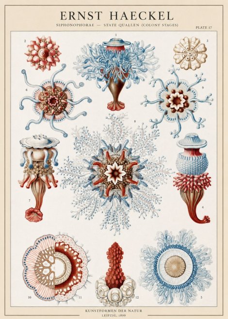 Ernst Haeckel Siphonophorae - State Quallen (Colony Stages) No1 - Plakat