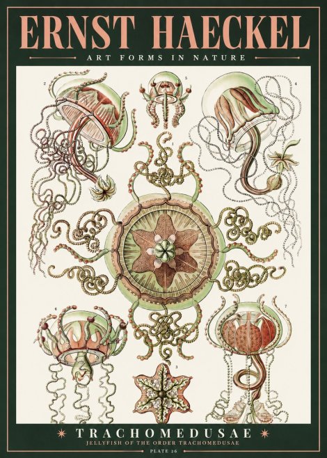 Ernst Haeckel Trachomedusae No2 - Plakat