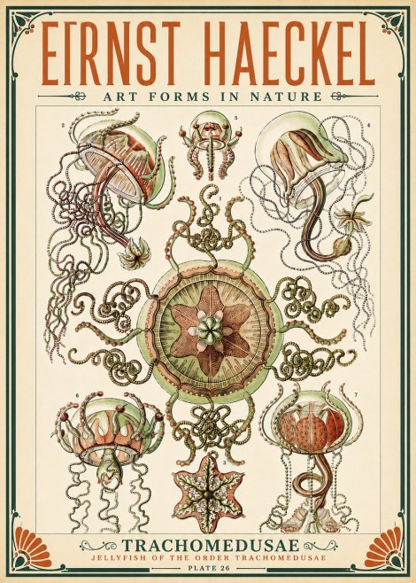 Ernst Haeckel Trachomedusae No5 - Plakat