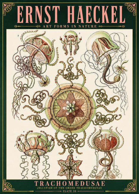 Ernst Haeckel Trachomedusae No6 - Plakat