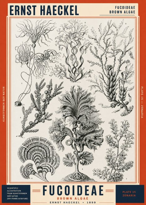 Ernst Haeckel Fucoideae - Brown Algae No2 - Plakat