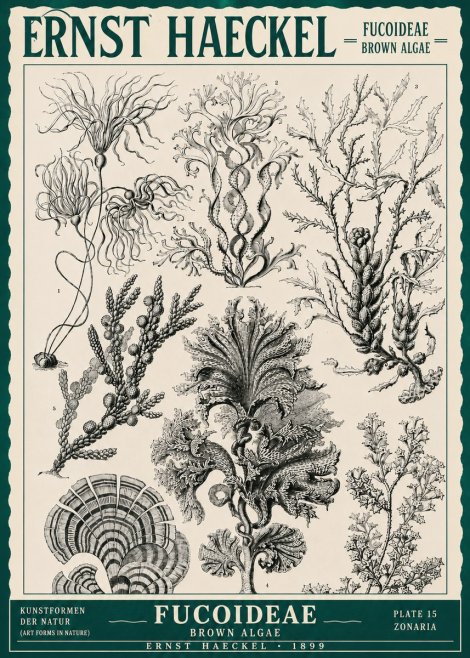 Ernst Haeckel Fucoideae - Brown Algae No3 - Plakat
