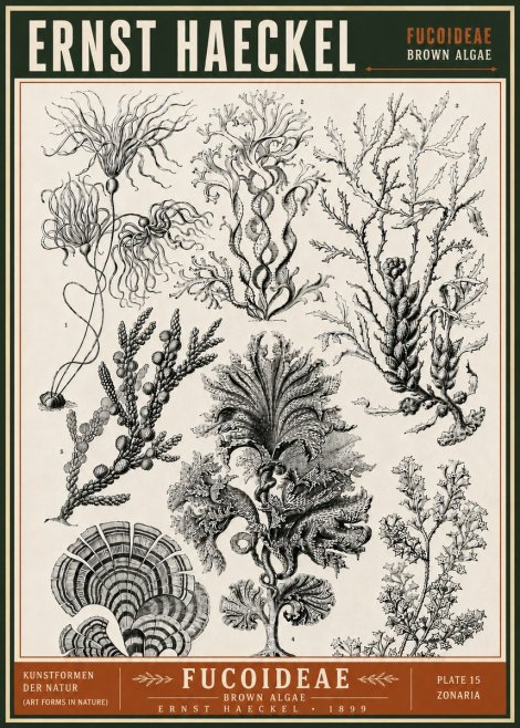 Ernst Haeckel Fucoideae - Brown Algae No6 - Plakat