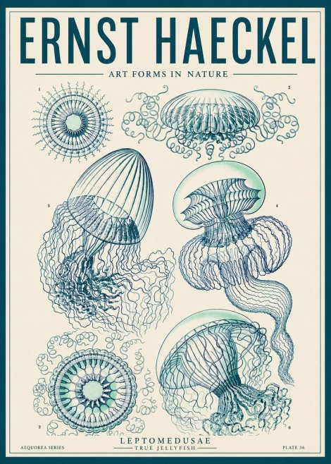 Ernst Haeckel Leptomedusae True Jellyfish No6 - Plakat