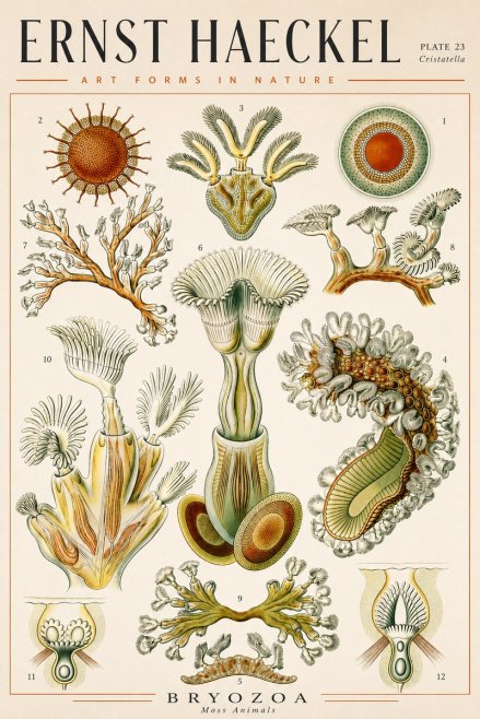 Ernst Haeckel Cristatella No4 - Plakat