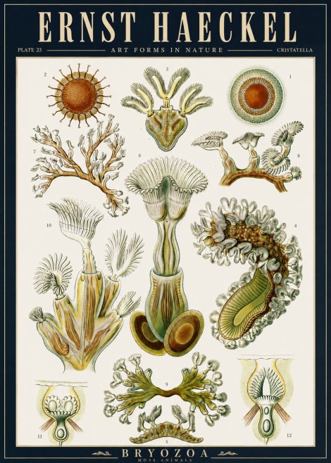 Ernst Haeckel Cristatella No5 - Plakat