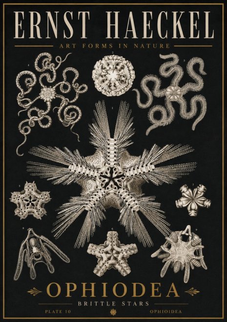 Ernst Haeckel Ophiodea - Brittle Stars I No5 - Plakat
