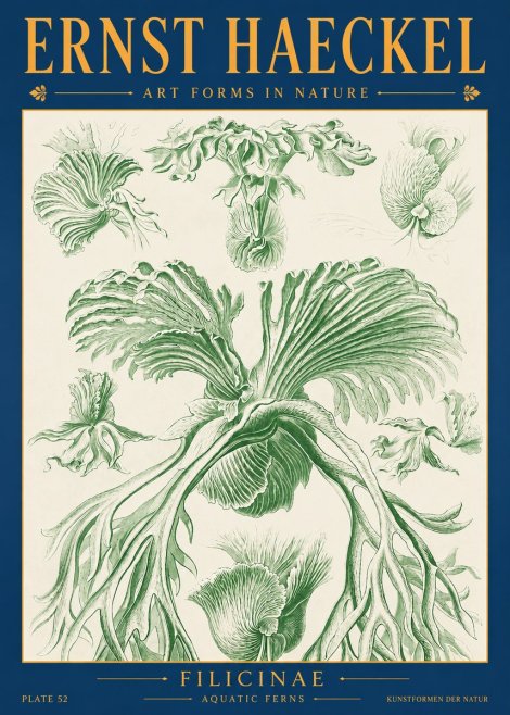 Ernst Haeckel Filicinae No2 - Plakat