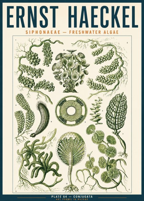 Ernst Haeckel Siphonaceae - Freshwater Algae No3 - Plakat