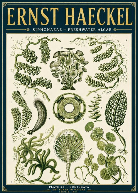 Ernst Haeckel Siphonaceae - Freshwater Algae No6 - Plakat