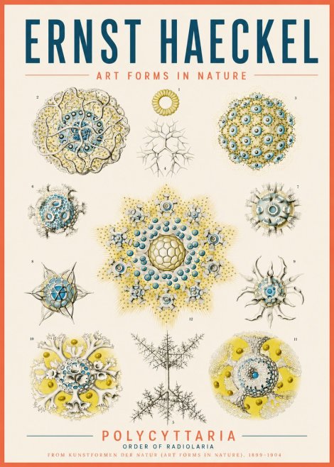 Ernst Haeckel Polycyttaria – Order of Radiolaria No5 - Plakat