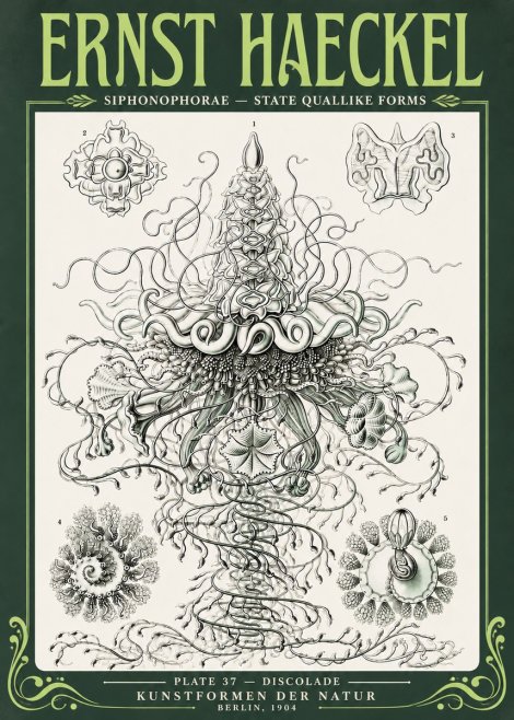 Ernst Haeckel Siphonophorae – State Quallike Forms No4 - Plakat