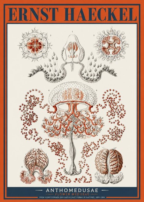Ernst Haeckel Anthomedusae. Flower Medusae. No2 - Plakat